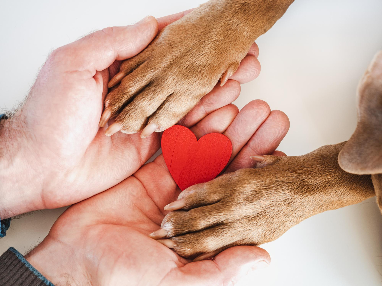 Mejores Consejos Para Contratar Un Seguro De Mascotas